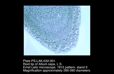 PS-LAK-032-001.png – Root tip of Allium cepa, L.S.