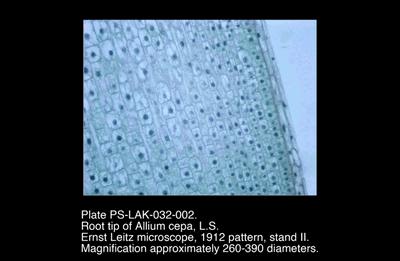 PS-LAK-032-002.png – Root tip of Allium cepa, L.S.