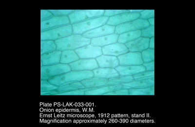 PS-LAK-033-001.png – Onion epidermis, W.M.