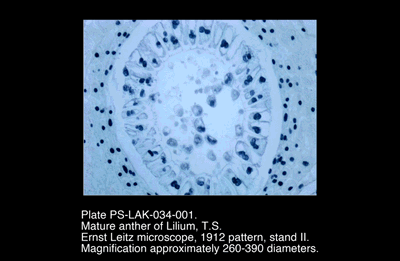 PS-LAK-034-001.png – Mature anther of Lilium, T.S.