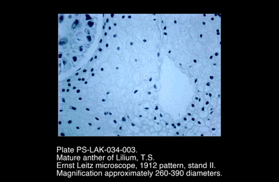 PS-LAK-034-003.png – Mature anther of Lilium, T.S.