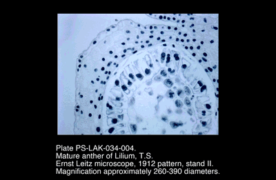 PS-LAK-034-004.png – Mature anther of Lilium, T.S.