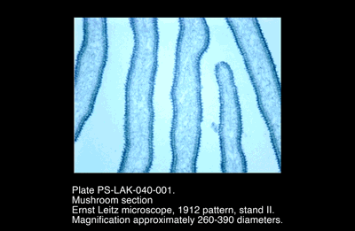 PS-LAK-040-001.png – Mushroom section