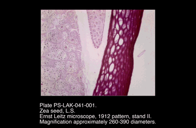 PS-LAK-041-001.png – Zea seed, L.S.