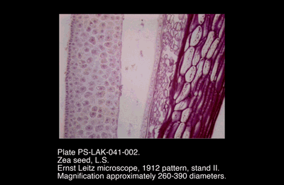 PS-LAK-041-002.png – Zea seed, L.S.