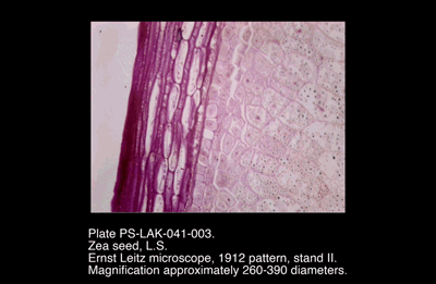 PS-LAK-041-003.png – Zea seed, L.S.