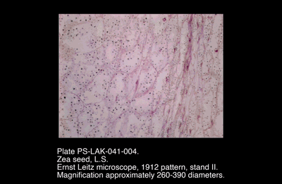 PS-LAK-041-004.png – Zea seed, L.S.