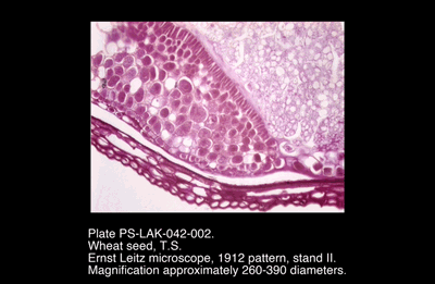 PS-LAK-042-002.png – Wheat seed, T.S.