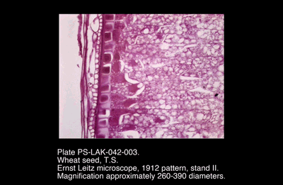 PS-LAK-042-003.png – Wheat seed, T.S.