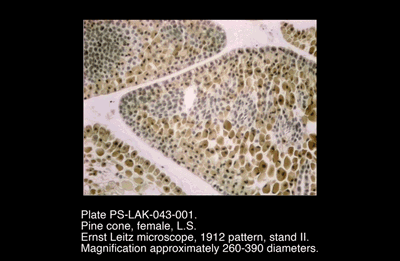 PS-LAK-043-001.png – Pine cone, female, L.S.