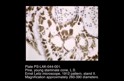 PS-LAK-044-001.png – Pine, young staminate cone, L.S.