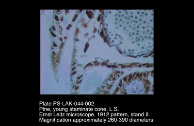 PS-LAK-044-002.png – Pine, young staminate cone, L.S.