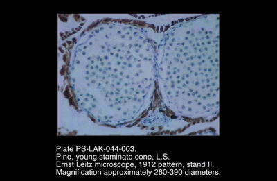 PS-LAK-044-003.png – Pine, young staminate cone, L.S.