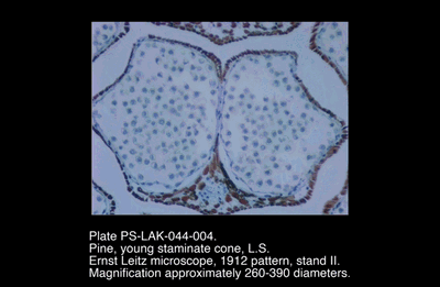 PS-LAK-044-004.png – Pine, young staminate cone, L.S.
