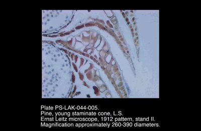 PS-LAK-044-005.png – Pine, young staminate cone, L.S.