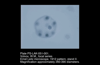 PS-LAK-051-001.png – Volvox, W.M., focal series