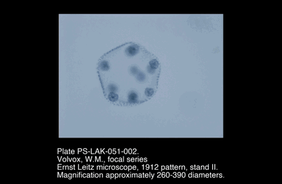 PS-LAK-051-002.png – Volvox, W.M., focal series