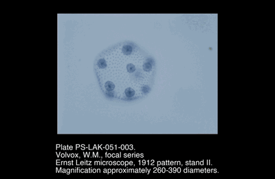 PS-LAK-051-003.png – Volvox, W.M., focal series