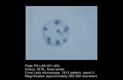 PS-LAK-051-004.png – Volvox, W.M., focal series