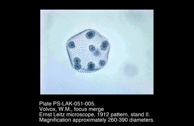 PS-LAK-051-005.png – Volvox, W.M., focus merge