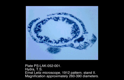 PS-LAK-052-001.png – Hydra, T.S.