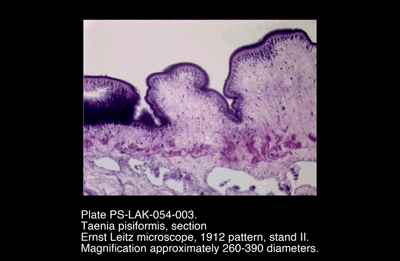 PS-LAK-054-003.png – Taenia pisiformis, section