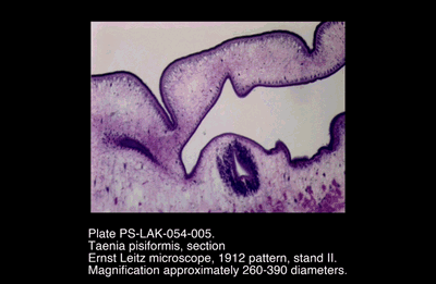PS-LAK-054-005.png – Taenia pisiformis, section