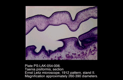 PS-LAK-054-006.png – Taenia pisiformis, section