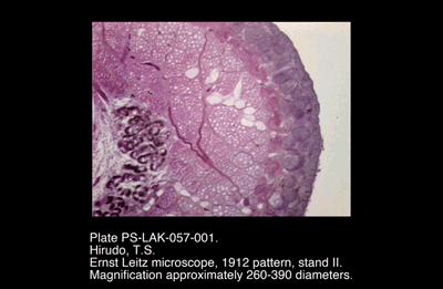 PS-LAK-057-001.png – Hirudo, T.S.