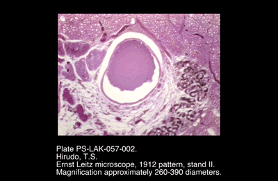 PS-LAK-057-002.png – Hirudo, T.S.