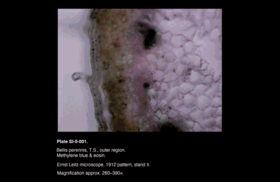 SI-0-001.png – Bellis perennis, T.S.