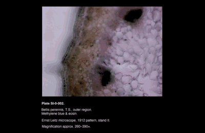 SI-0-002.png – Bellis perennis, T.S.