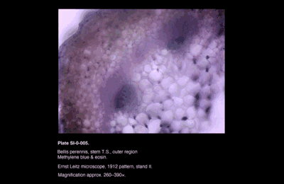 SI-0-005.png – Bellis perennis, stem T.S., outer region