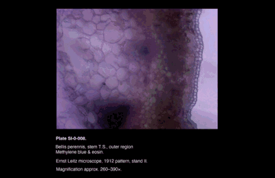 SI-0-008.png – Bellis perennis, stem T.S., outer region