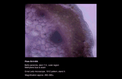 SI-0-009.png – Bellis perennis, stem T.S., outer region