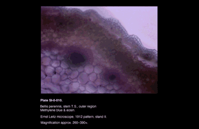 SI-0-010.png – Bellis perennis, stem T.S., outer region