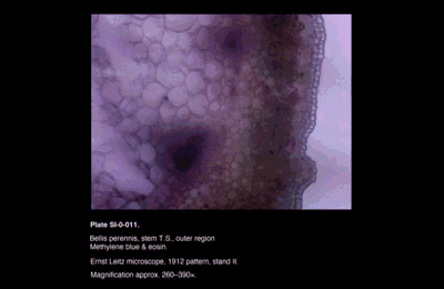 SI-0-011.png – Bellis perennis, stem T.S, outer region