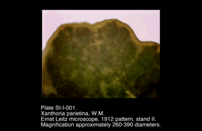 SI-I-001.png – Xanthoria parietina, W.M.