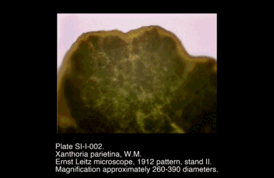SI-I-002.png – Xanthoria parietina, W.M.