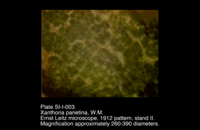 SI-I-003.png – Xanthoria parietina, W.M.