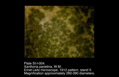 SI-I-004.png – Xanthoria parietina, W.M.