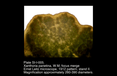 SI-I-005.png – Xanthoria parietina, W.M, focus merge