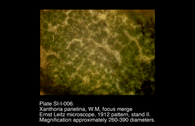SI-I-006.png – Xanthoria parietina, W.M, focus merge