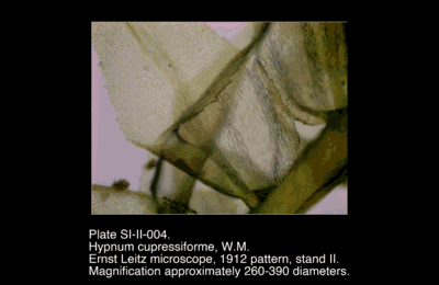 SI-II-004.png – Hypnum cupressiforme, W.M.