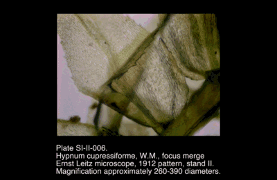 SI-II-006.png – Hypnum cupressiforme, W.M., focus merge