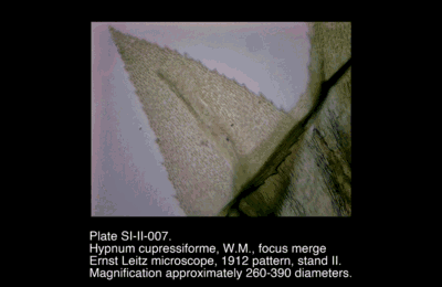 SI-II-007.png – Hypnum cupressiforme, W.M., focus merge