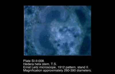 SI-II-008.png – Hedera helix stem, T.S.