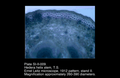 SI-II-009.png – Hedera helix stem, T.S.