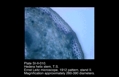 SI-II-010.png – Hedera helix stem, T.S.