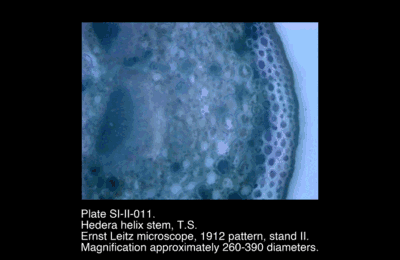 SI-II-011.png – Hedera helix stem, T.S.